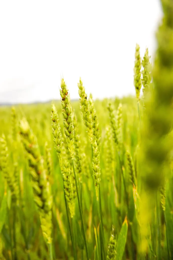 Agriculture